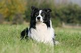 BORDER COLLIE 1404